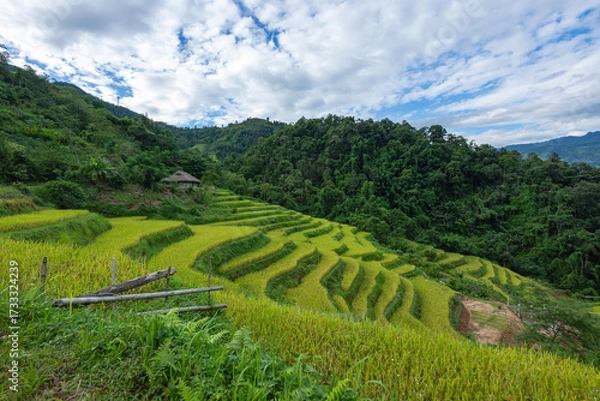 Fototapeta Landscape with green and yellow rice terraced fields and cloudy sky near Ha Giang Loop in northern Vietnam