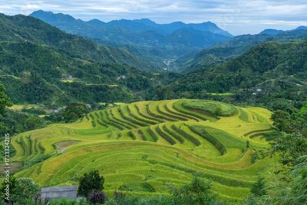 Fototapeta Landscape with green and yellow rice terraced fields and cloudy sky near Ha Giang Loop in northern Vietnam