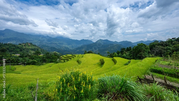 Fototapeta Landscape with green and yellow rice terraced fields and cloudy sky near Ha Giang Loop in northern Vietnam