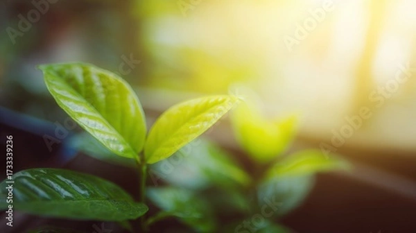 Fototapeta seedling. Coffee plant seedlings thrive in nature, showcasing vibrant green tones under soft natural light. gardening catalogs, home-decor guides, designed for gardening and botanical catalogs.