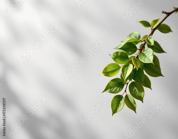 Fototapeta Minimalist Green Leaf Branch with Soft Grey Background