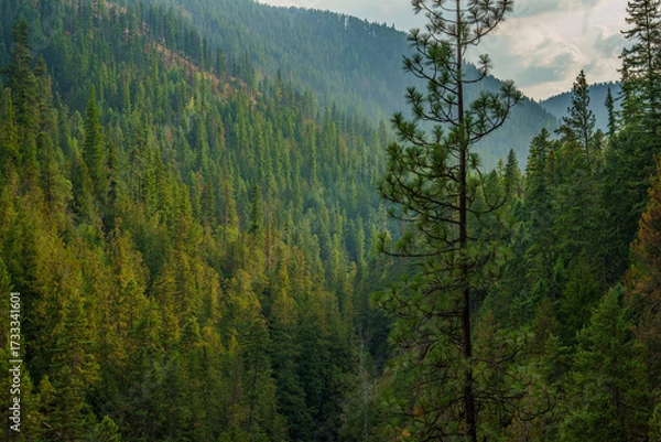 Obraz Callahan Creek Trail