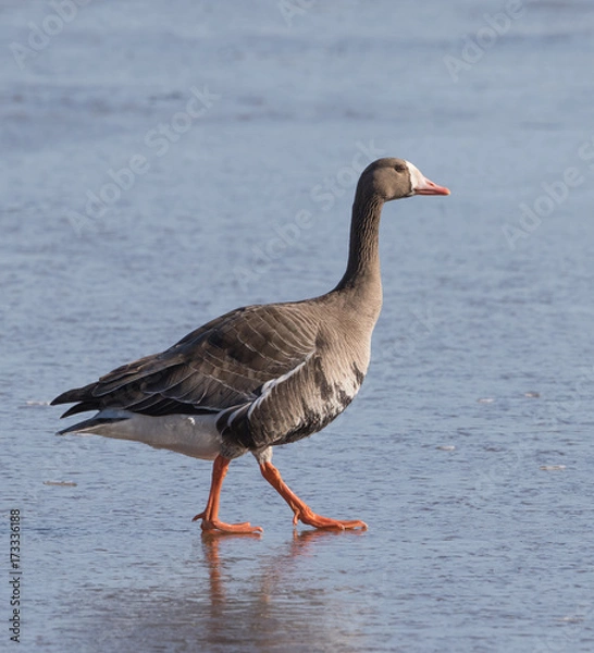 Obraz White-fronted Goose