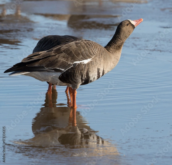 Obraz White-fronted Goose