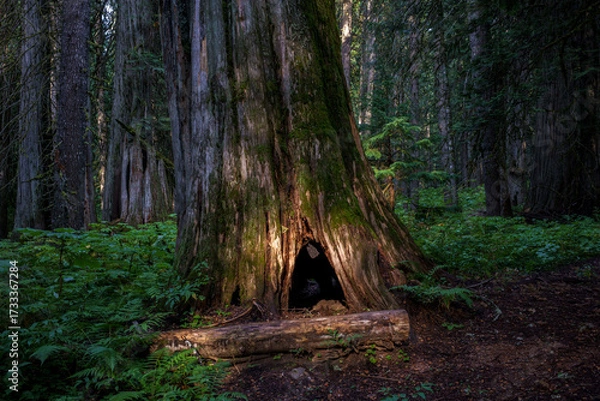 Fototapeta Ross Creek Trail 142