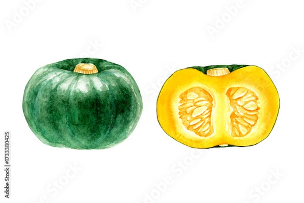 Obraz かぼちゃ　緑　野菜 断面　水彩 イラスト