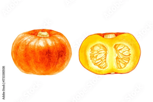 Obraz かぼちゃ　オレンジ色　野菜 断面　水彩 イラスト