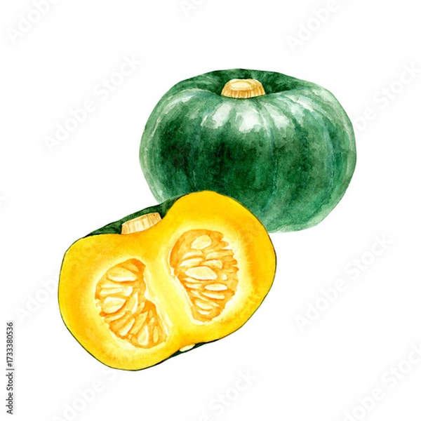 Obraz かぼちゃ　緑　野菜 断面　水彩 イラスト