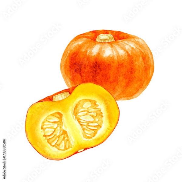 Obraz かぼちゃ　オレンジ色　野菜 断面　水彩 イラスト