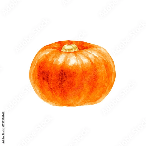 Obraz かぼちゃ　オレンジ色　野菜　水彩 イラスト