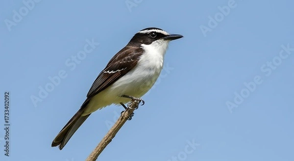 Obraz White necked bird perched on a branch against a clear blue sky background