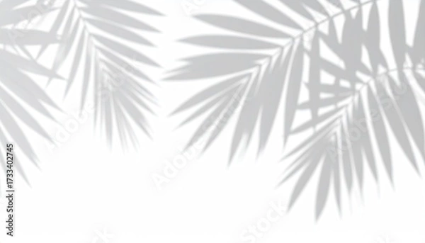 Fototapeta Overhead view with light and shadow of palm leaves on a white background