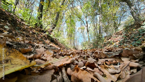 Fototapeta path in the forest with fallen leaves seen from the low angle view