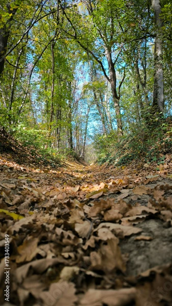 Fototapeta path in the forest with fallen leaves seen from the low angle view