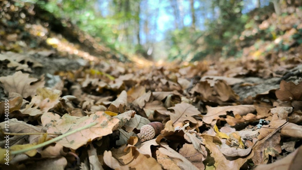 Fototapeta path in the forest with fallen leaves seen from the low angle view