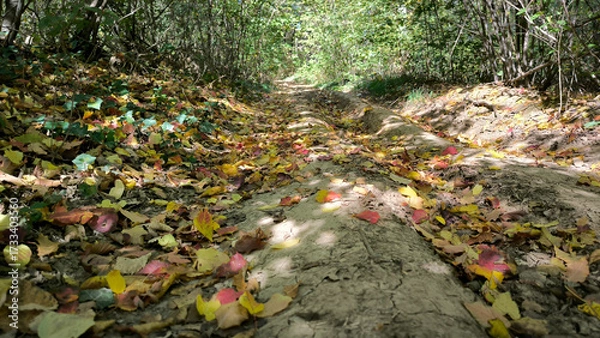 Fototapeta path in the forest with fallen leaves seen from the low angle view