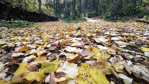 Fototapeta path in the forest with fallen leaves seen from the low angle view