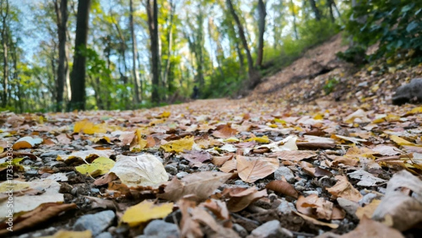 Fototapeta path in the forest with fallen leaves seen from the low angle view