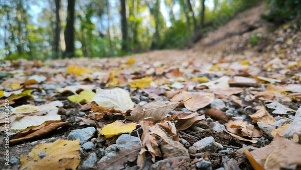 Fototapeta path in the forest with fallen leaves seen from the low angle view