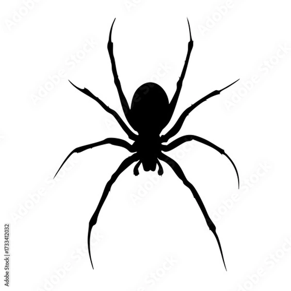 Fototapeta Spider silhouette top view isolated on transparent background