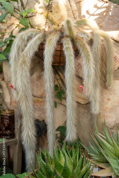 Fototapeta Hildewintera colademononis, known as Monkey Tail Cactus, cascades down from a hanging basket. Its long, soft spines create a unique look in a tranquil garden scene filled with greenery.