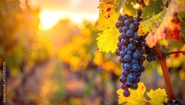 Fototapeta Close Up of Ripe Dark Blue Grapes Hanging on Vine Illuminated by Golden Sunset Light in Vineyard with Blurred Rows and Warm Atmospheric Glow