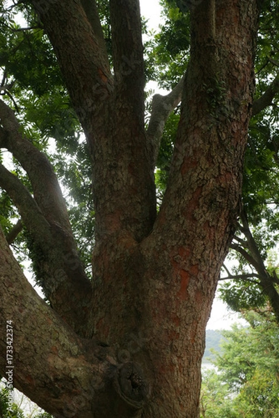 Fototapeta Close Up of Tree Trunk with Branches