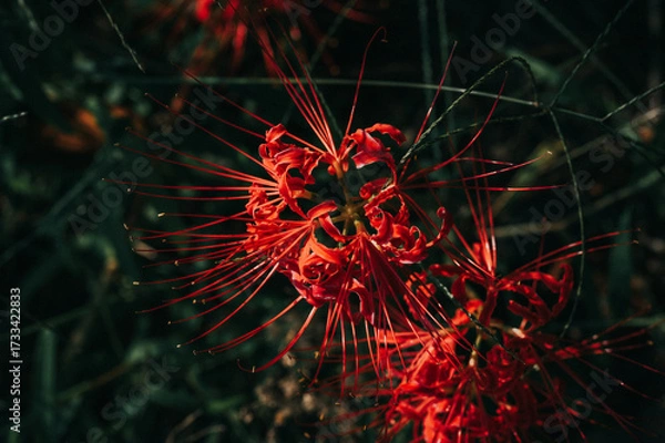 Obraz abstract fractal background