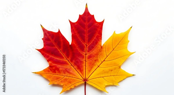 Obraz Vibrant maple leaf with autumn colors red orange yellow against a clean white backdrop