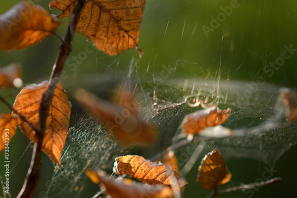 Fototapeta tiny spider in the web between branches in the forest in sunlight