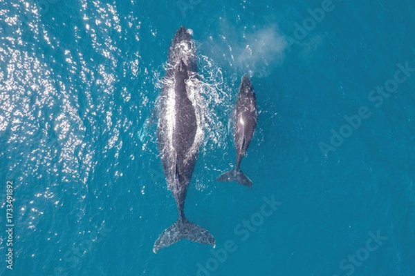 Fototapeta Top down aerial views of a Humpback Whale with calf feeding in shallow waters
