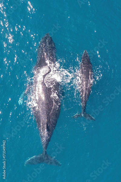 Fototapeta Top down aerial views of a Humpback Whale with calf feeding in shallow waters