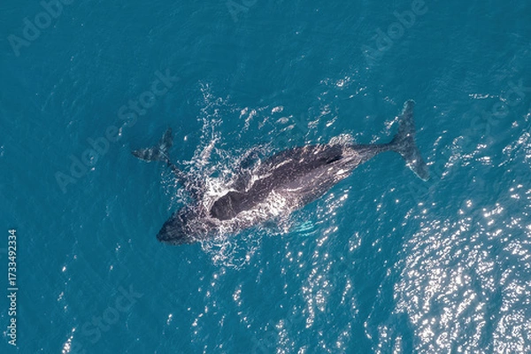 Fototapeta Top down aerial views of a Humpback Whale with calf feeding in shallow waters