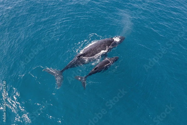 Fototapeta Top down aerial views of a Humpback Whale with calf feeding in shallow waters