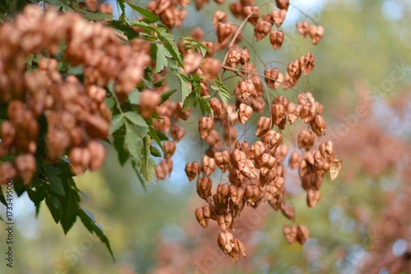 Fototapeta branches of golden rain tree with seed pods in autumn