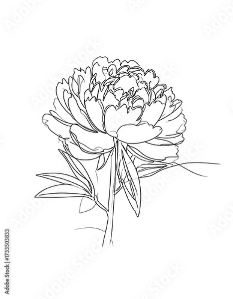 Fototapeta Single line drawing of a peony