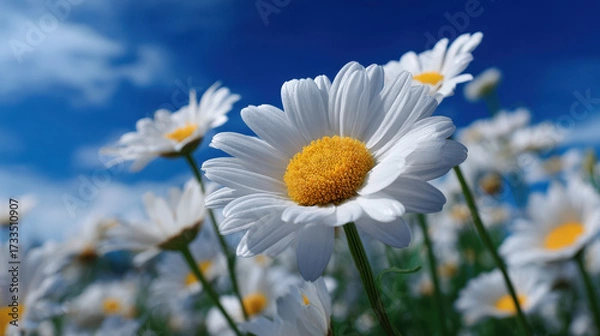 Fototapeta White daisy flower with yellow center blooming in bright sunlight under blue sky with soft clouds