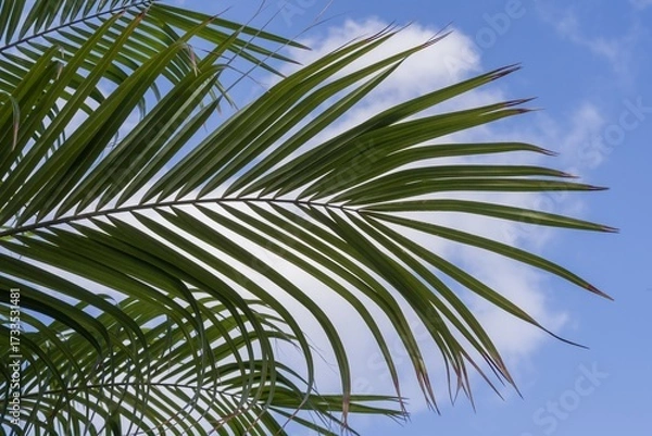 Fototapeta Palm tree leaves on a sunny day with bright blue sky background. Tropical summer nature scene representing holidays, freedom, eco-friendly living, relaxation, and exotic beach paradise atmosphere.