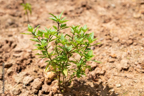 Fototapeta Plant growth action in nature young green seedling emerging from soil vibrant environment close-up view