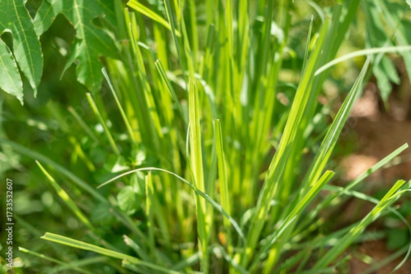 Fototapeta Exploring vibrant grass growth in a natural setting close-up of plant life