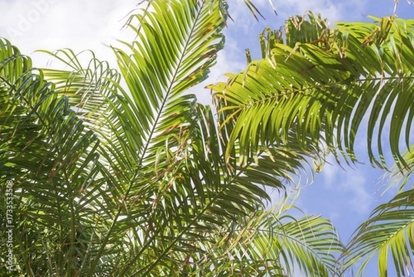 Fototapeta Palm tree leaves on a sunny day with bright blue sky background. Tropical summer nature scene representing holidays, freedom, eco-friendly living, relaxation, and exotic beach paradise atmosphere.