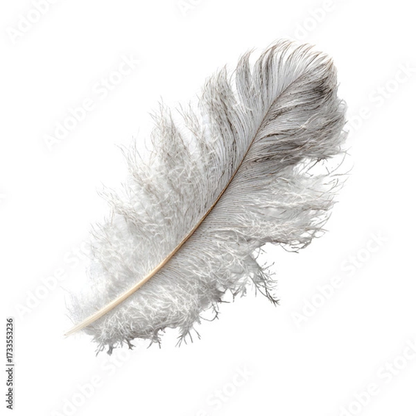Fototapeta feather on white background