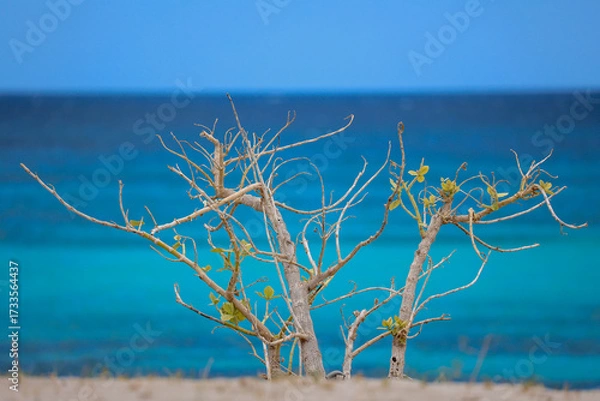 Obraz Beautiful, deserted Caribbean beach near the border with Haiti. Tranquil, crystal clear, turquoise Caribbean sea. Peaceful vacation, nobody. Contrast with bush branches in the foreground. Copy space. 