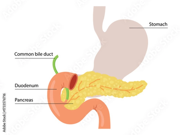 Fototapeta Pancreas or Pancreatic with organs for education material, brochure, website, medical portal, atlas, textbook, presentation, medical, healthcare concepts.	
