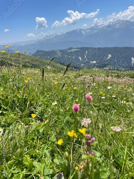 Fototapeta Alpine meadows with flowers in the summer in Krasnaya Polyana. The weather is clear and sunny.