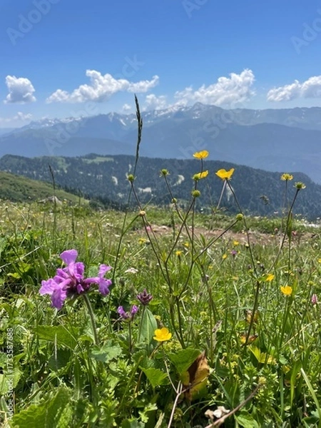 Fototapeta Alpine meadows with flowers in the summer in Krasnaya Polyana. The weather is clear and sunny.