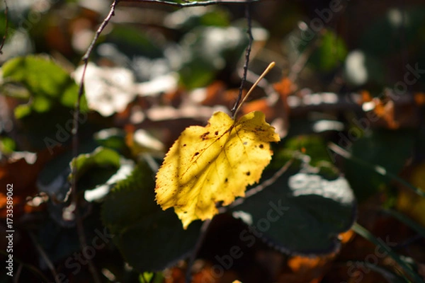 Fototapeta golden linden tree leaves hanging on the branch 