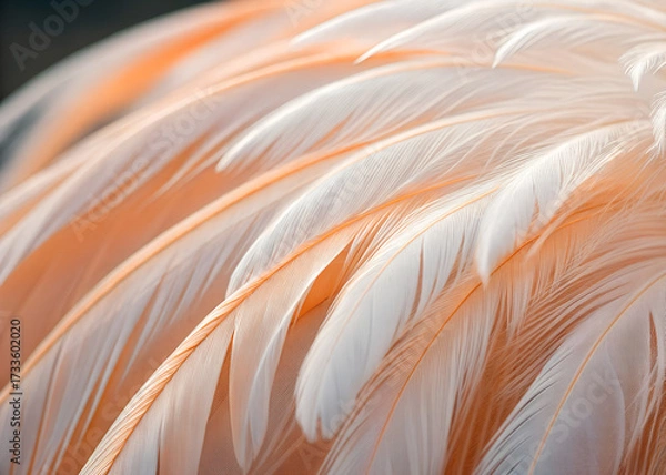 Fototapeta Close Up of Delicate White and Peach Bird Feathers