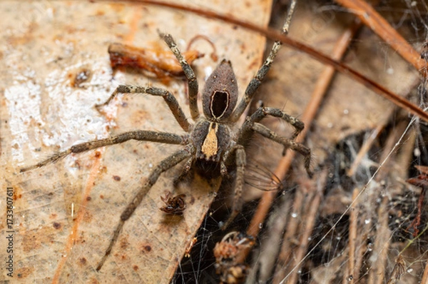 Fototapeta Terrestrial Wolf Spider (Lycosidae) with a distinct light median stripe and dark markings, camouflaged on forest leaf litter in Andasibe Madagascar wildlife