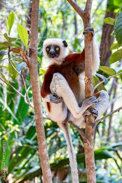 Obraz Coquerels sifaka (Propithecus coquereli), diurnal, medium-sized lemur of the sifaka genus Propithecus. Native to northwest Madagascar. Reserve Peyrieras Madagascar Exotic, Madagascar wildlife animal.
